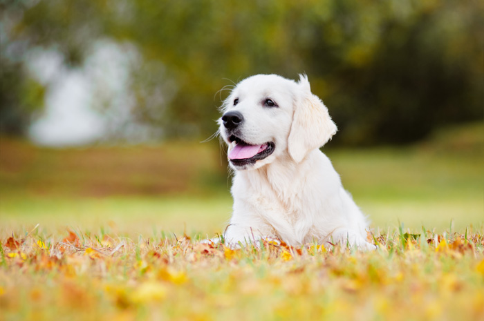 Ein weißer Hund sitzt auf einer Wiese und hat den Mund auf